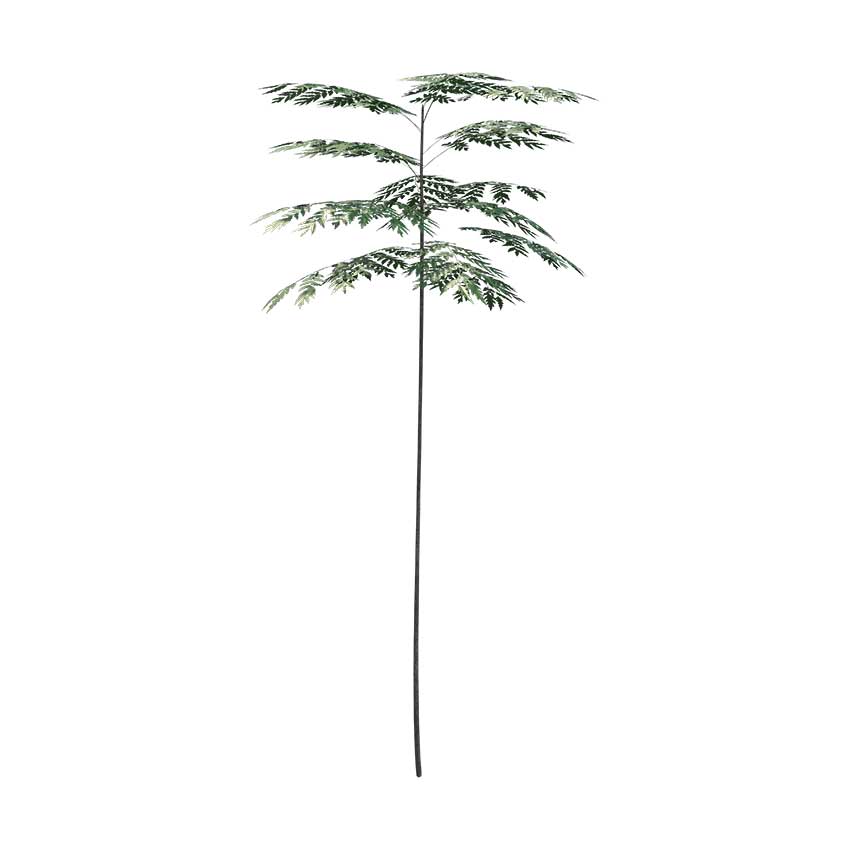 Schizolobium parahyba - Brazilian Firetree